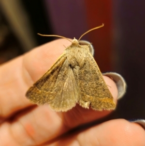 Pantydia (genus) at Captains Flat, NSW - suppressed