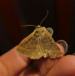 Pantydia (genus) at Captains Flat, NSW - suppressed