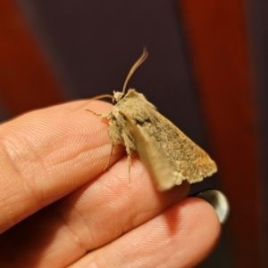 Pantydia (genus) at Captains Flat, NSW - suppressed