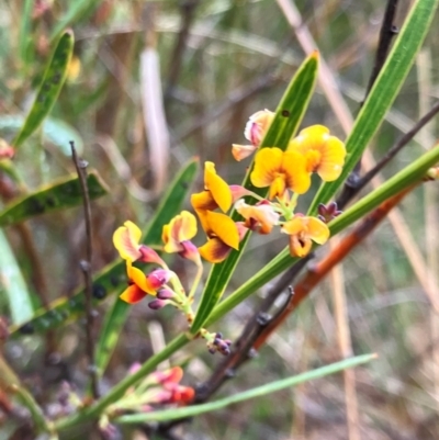 Daviesia leptophylla (Slender Bitter Pea) at Hall, ACT - 25 Aug 2024 by strigo