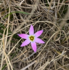 Romulea rosea var. australis (Onion Grass) at Braddon, ACT - 25 Aug 2024 by AmyJB