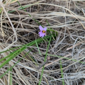 Romulea rosea var. australis at Braddon, ACT - 25 Aug 2024