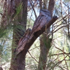 Podargus strigoides (Tawny Frogmouth) at Greenway, ACT - 24 Aug 2024 by MB