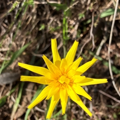 Microseris walteri at Hall, ACT - 21 Aug 2024 by strigo