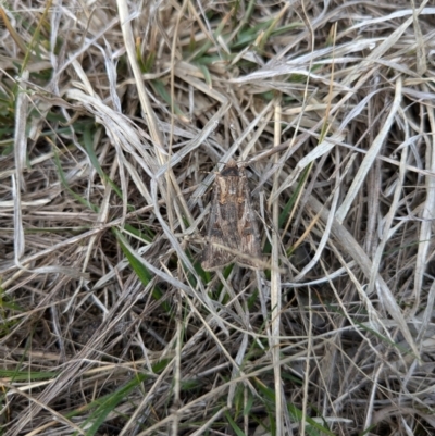 Agrotis munda (Brown Cutworm) at Braddon, ACT - 25 Aug 2024 by AmyJB