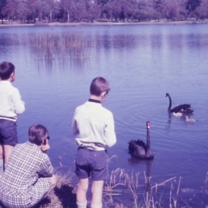 Cygnus atratus at Floreat, WA - 24 Aug 1969