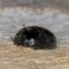 Coccinellidae (family) at Dunlop, ACT - 25 Aug 2024