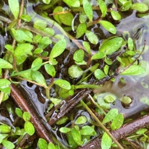 Isotoma fluviatilis subsp. australis at Hall, ACT - 25 Aug 2024 01:01 PM