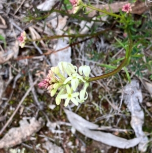 Stackhousia monogyna at Hall, ACT - 19 Aug 2024