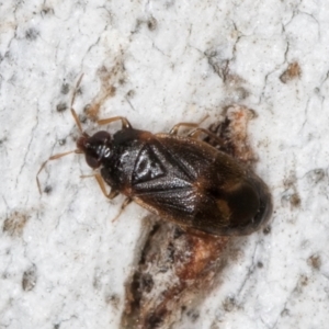 Rhyparochromidae (family) at Dunlop, ACT - 25 Aug 2024 11:27 AM