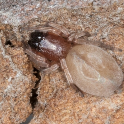 Clubionidae (family) at Dunlop, ACT - 25 Aug 2024 by kasiaaus