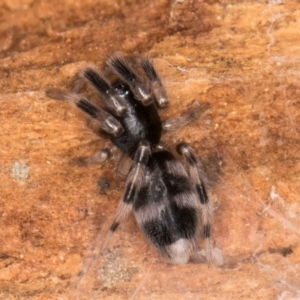 Lampona cylindrata at Dunlop, ACT - 25 Aug 2024 11:30 AM