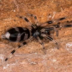 Lampona cylindrata at Dunlop, ACT - 25 Aug 2024