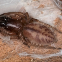 Intruda signata (Ground spider) at Dunlop, ACT - 25 Aug 2024 by kasiaaus