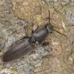 Unverified Click beetle (Elateridae) at Dunlop, ACT - 25 Aug 2024 by kasiaaus