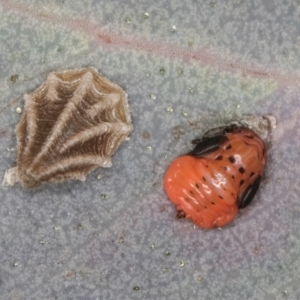 Spondyliaspis plicatuloides at Dunlop, ACT - 25 Aug 2024