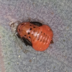 Spondyliaspis plicatuloides at Dunlop, ACT - 25 Aug 2024