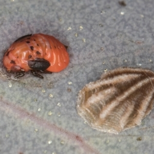 Spondyliaspis plicatuloides at Dunlop, ACT - 25 Aug 2024