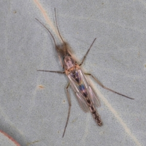 Chironomidae (family) at Dunlop, ACT - 25 Aug 2024