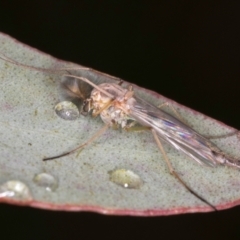 Chironomidae (family) at Dunlop, ACT - 25 Aug 2024