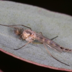 Chironomidae (family) at Dunlop, ACT - 25 Aug 2024