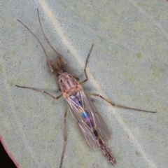 Chironomidae (family) at Dunlop, ACT - 25 Aug 2024