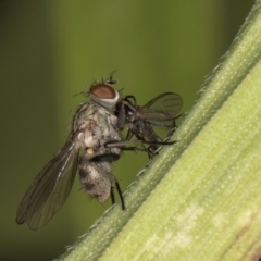 Unverified True fly (Diptera) at Dunlop, ACT - 25 Aug 2024 by kasiaaus