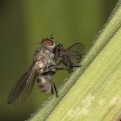 Unidentified True fly (Diptera) at Dunlop, ACT - 25 Aug 2024 by kasiaaus