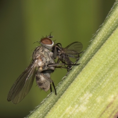 Unverified True fly (Diptera) at Dunlop, ACT - 25 Aug 2024 by kasiaaus