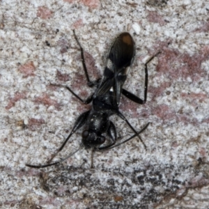 Daerlac apicalis at Macgregor, ACT - 25 Aug 2024 11:54 AM