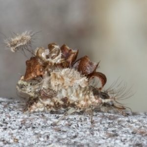 Chrysopidae (family) at Macgregor, ACT - 25 Aug 2024