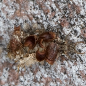 Chrysopidae (family) at Macgregor, ACT - 25 Aug 2024