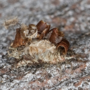 Chrysopidae (family) at Macgregor, ACT - 25 Aug 2024 11:55 AM