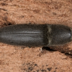 Unverified Click beetle (Elateridae) at Dunlop, ACT - 25 Aug 2024 by kasiaaus