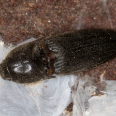 Monocrepidius (genus) (Click beetle) at Macgregor, ACT - 25 Aug 2024 by kasiaaus