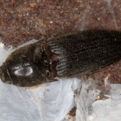Monocrepidius (genus) (Click beetle) at Macgregor, ACT - 25 Aug 2024 by kasiaaus