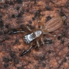 Holoplatys sp. (genus) (Unidentified Holoplatys jumping spider) at Dunlop, ACT - 25 Aug 2024 by kasiaaus