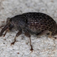 Melanterius maculatus (Acacia Seed Weevil) at Dunlop, ACT - 25 Aug 2024 by kasiaaus