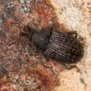 Melanterius maculatus at Dunlop, ACT - 25 Aug 2024