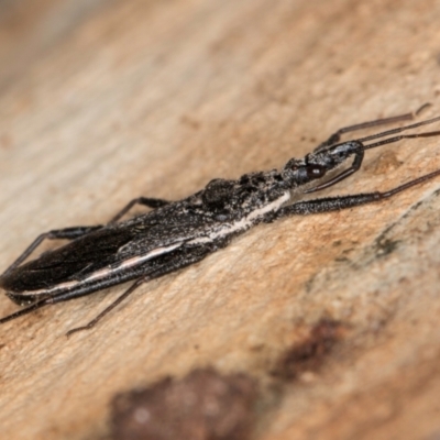 Piestolestes obscurus (Assassin bug) at Dunlop, ACT - 25 Aug 2024 by kasiaaus