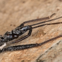 Piestolestes obscurus at Dunlop, ACT - 25 Aug 2024 12:34 PM