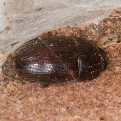 Unverified Beetle (Coleoptera) at Dunlop, ACT - 25 Aug 2024 by kasiaaus