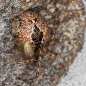 Cryptachaea veruculata at Dunlop, ACT - 25 Aug 2024