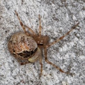 Cryptachaea veruculata at Dunlop, ACT - 25 Aug 2024 12:36 PM