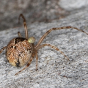 Cryptachaea veruculata at Dunlop, ACT - 25 Aug 2024