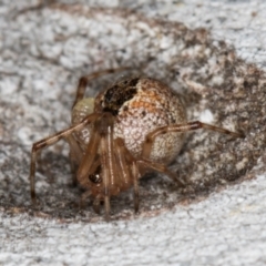 Cryptachaea veruculata at Dunlop, ACT - 25 Aug 2024