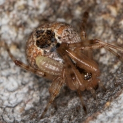 Cryptachaea veruculata at Dunlop, ACT - 25 Aug 2024 12:36 PM