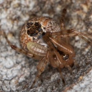 Cryptachaea veruculata at Dunlop, ACT - 25 Aug 2024 12:36 PM