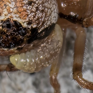 Diptera endoparasites at Dunlop, ACT - 25 Aug 2024 12:37 PM