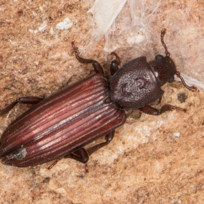 Bothrideridae sp. (family) at Dunlop, ACT - 25 Aug 2024 by kasiaaus